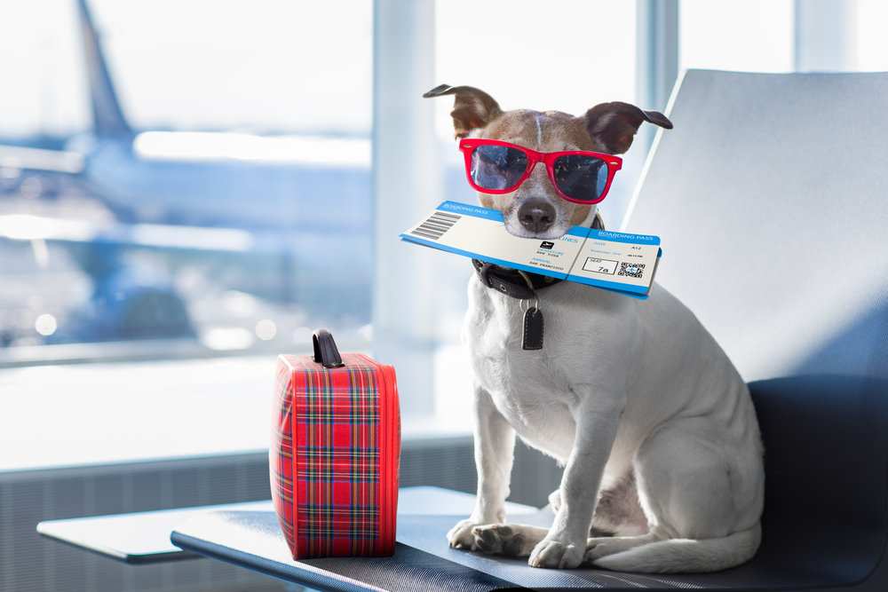 6 tips to make traveling with pets a hassle-free experience